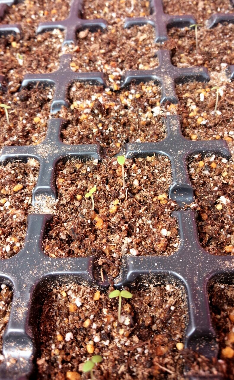 モクビャッコウ ベンケイソウの挿し木 まだ植えてるよ モクビャッコウ ベンケイソウの挿し木 まだ植えてるよ