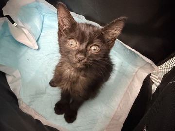 黒猫の子猫