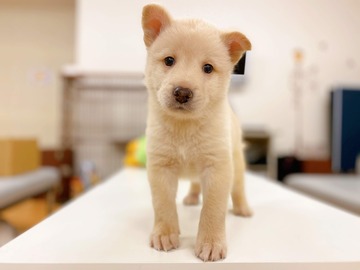 犬 ころまるくん から幸せお便り ティアハイムさいたま 公式ブログ どうぶつシェルター 犬 ころまるくん から幸せお便り ティアハイムさいたま 公式ブログ どうぶつシェルター