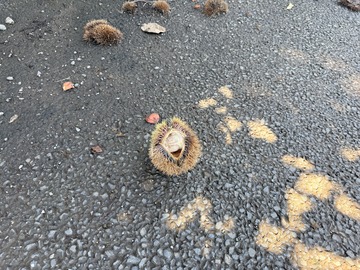 栗の木の下に落ちた実