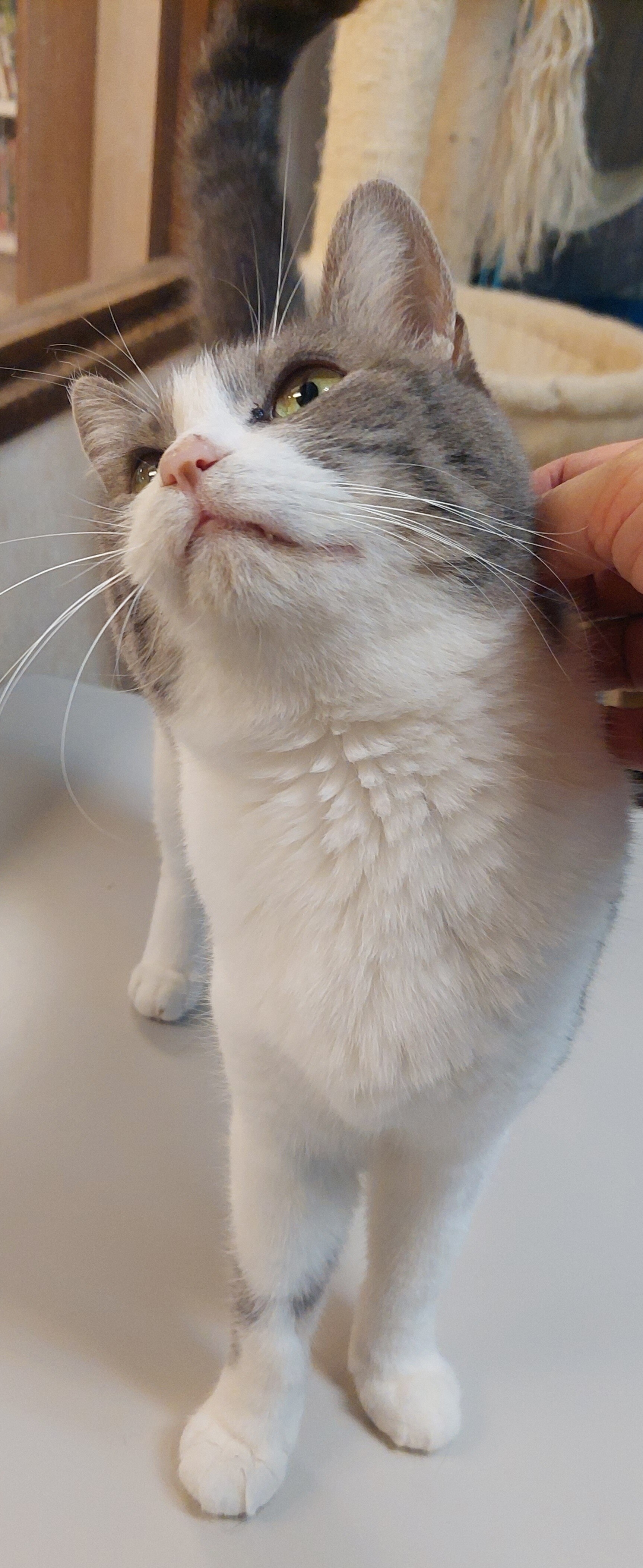 温もり ティアハイムさいたま 公式ブログ どうぶつシェルター