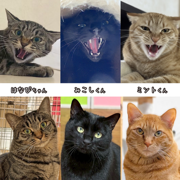 シャー猫トリオ