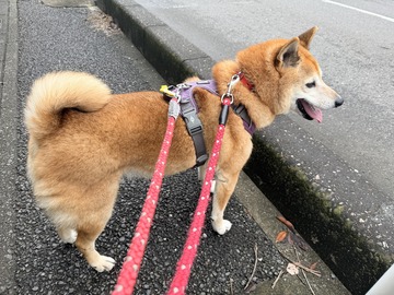 お散歩中のよつばちゃん