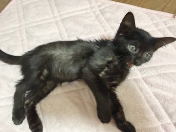 保護から7日目の黒猫の子猫