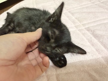 黒猫の子猫の現在の様子