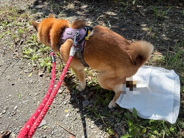 ペットシーツを敷いている場面