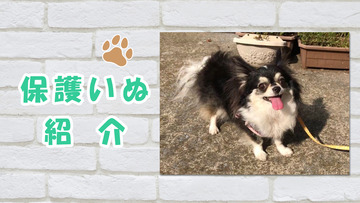 イヌ紹介　サムネ画像-リラちゃん