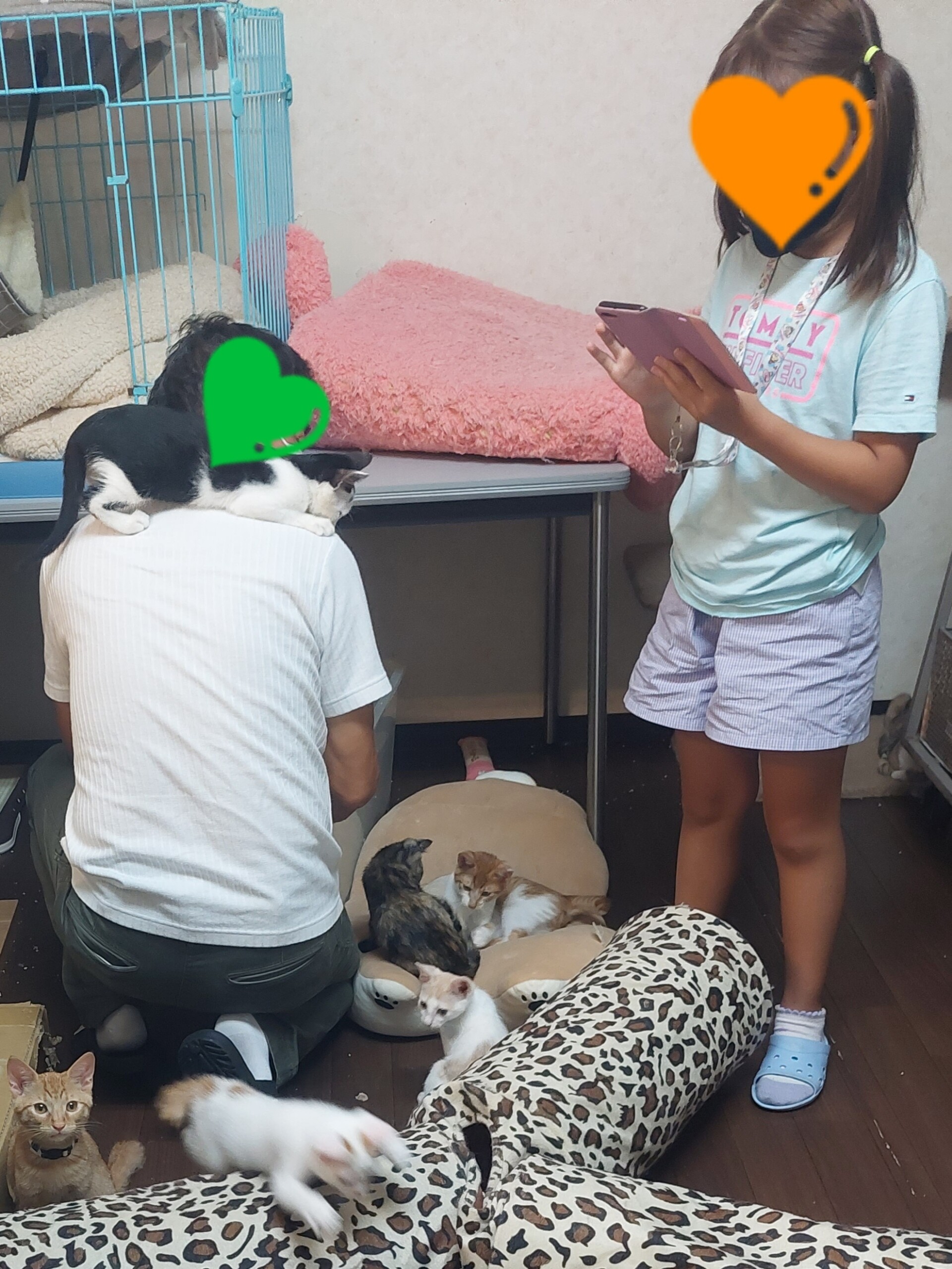 人懐こい猫ちゃんたち ティアハイムさいたま 公式ブログ どうぶつシェルター