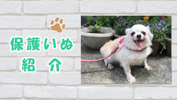イヌ紹介 サムネ画像-きなこ
