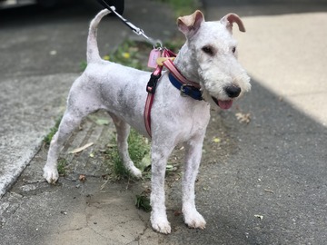 犬 ハッピーくんの大きな毛玉取り ティアハイムさいたま 公式ブログ どうぶつシェルター 犬 ハッピーくんの大きな毛玉取り ティアハイムさいたま 公式ブログ どうぶつシェルター