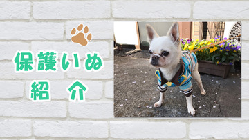 マフィン