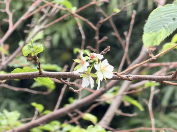 シェルターの前に咲いた桜