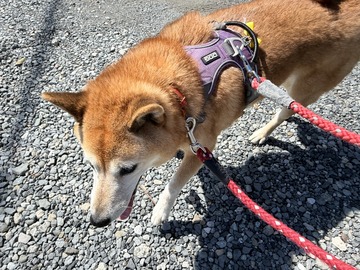 お散歩中のよつばちゃん