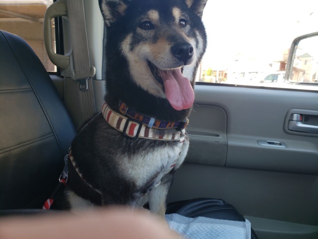 犬 さくらちゃん 黒柴 とドライブ ティアハイムさいたま 公式ブログ どうぶつシェルター