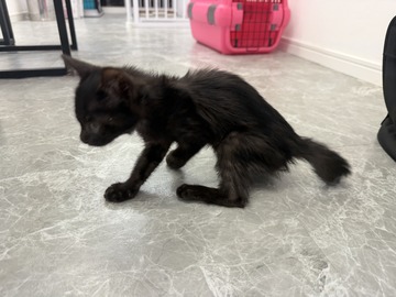 保護した子猫の様子