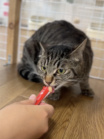 はなびちゃんちゅーる