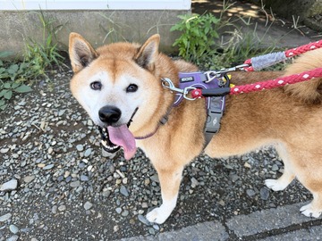 お散歩を終えたよつばちゃん