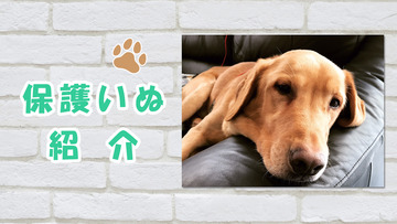 イヌ紹介　サムネ画像