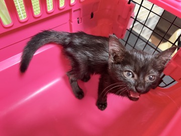 保護した黒猫の子猫