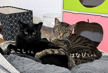 みこし・はなび