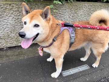 栗の実を避けて歩くよつばちゃん