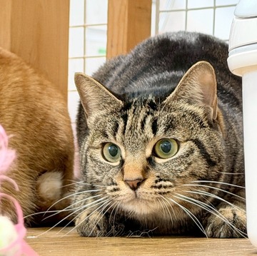 はなび美猫