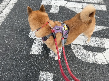 道路の手前で周りを確認するよつばちゃん