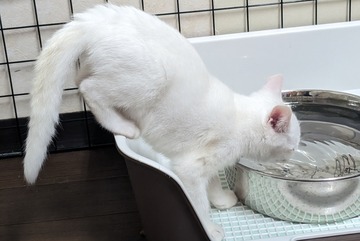 ORIGINAL