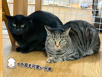 イカミミ