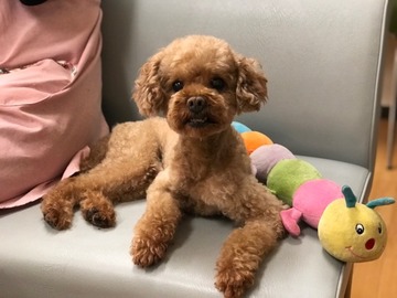 犬 里親募集を開始いたしました トイプードル ティアハイムさいたま 公式ブログ どうぶつシェルター