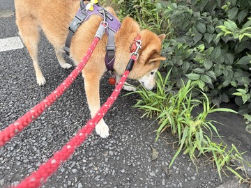 よつばちゃんの好きな細長い草