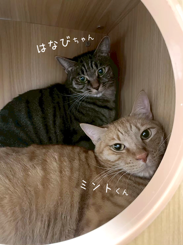はなび＆ミント