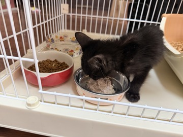 シェルターで過ごす黒猫の子猫