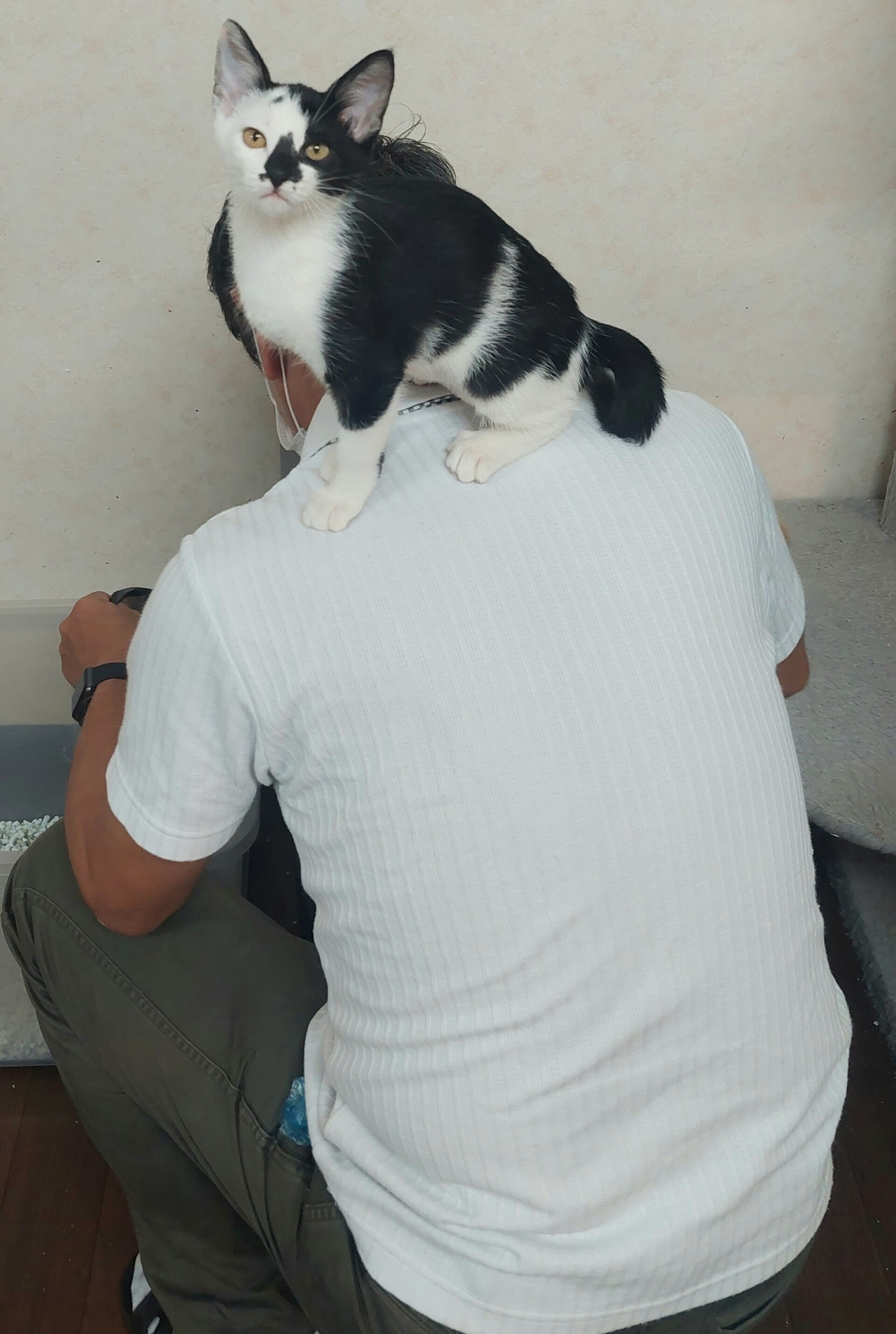 人懐こい猫ちゃんたち ティアハイムさいたま 公式ブログ どうぶつシェルター