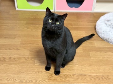 みこし穏やか