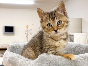 みたらしちゃんの画像