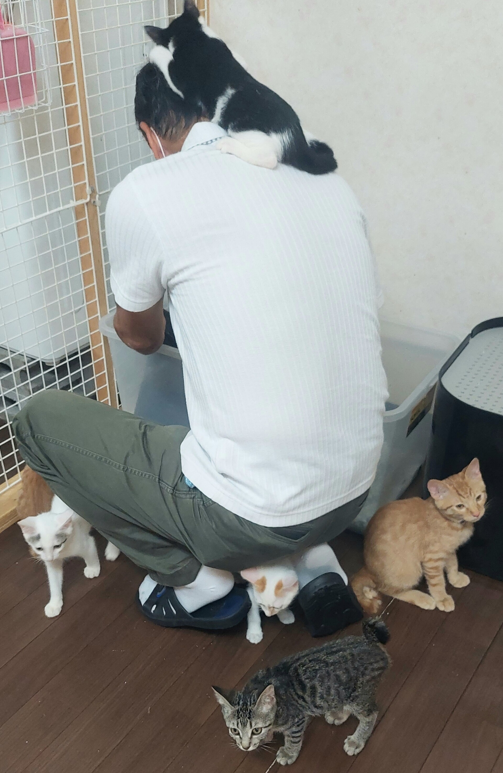 人懐こい猫ちゃんたち ティアハイムさいたま 公式ブログ どうぶつシェルター