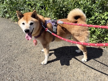 ニコニコのよつばちゃん