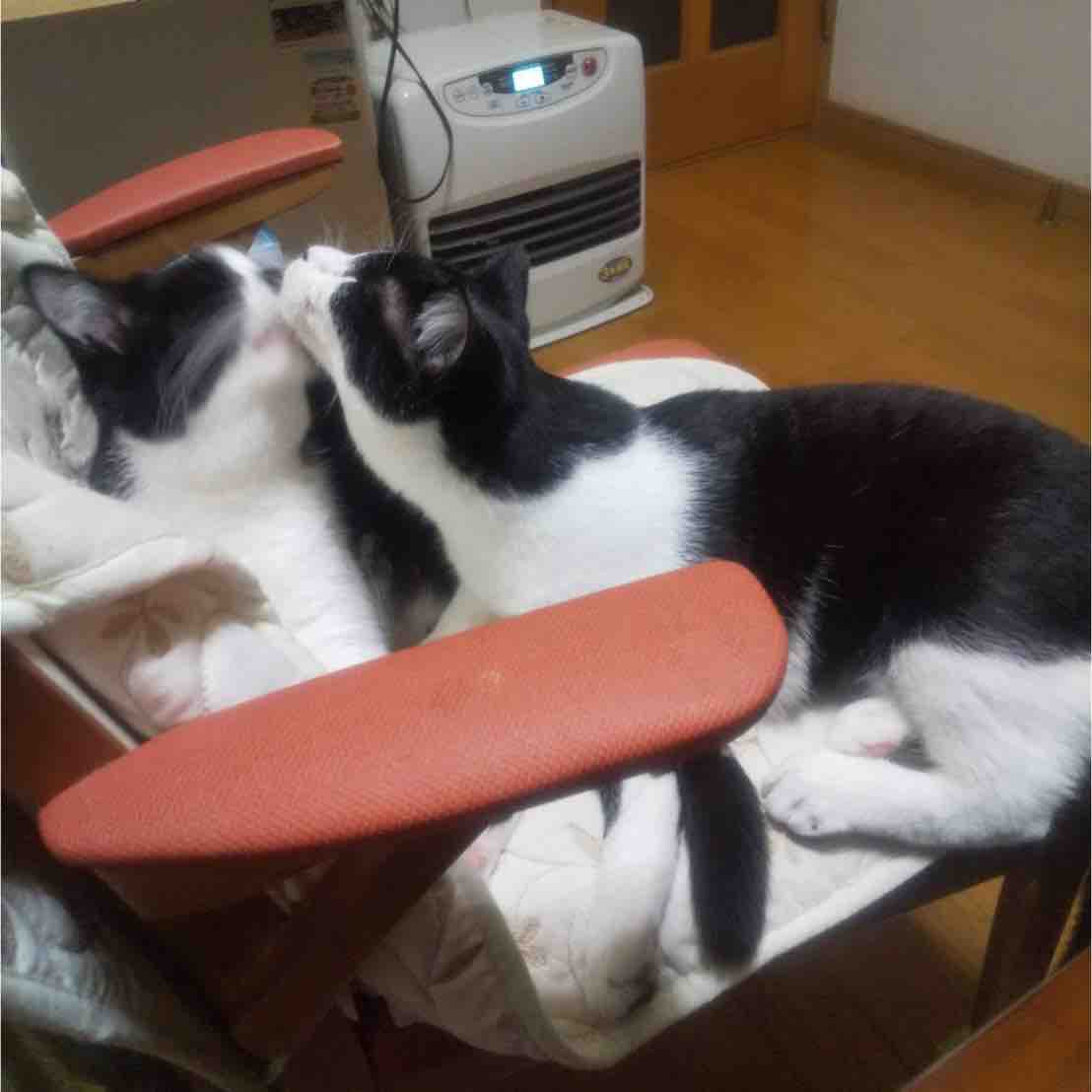 さつきちゃんとつつじちゃん