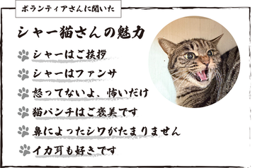 シャー猫さんの魅力