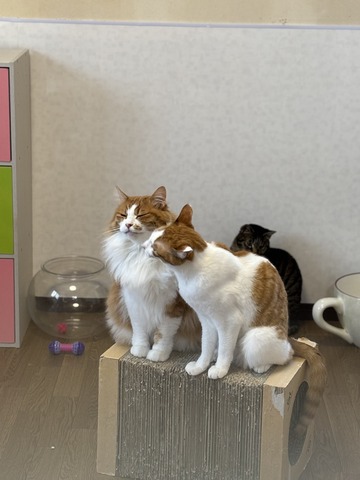 FullSizeRender