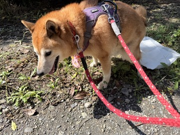 がんばっているよつばちゃんの顔