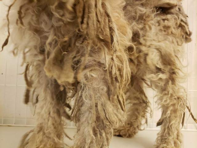 犬 毛玉まみれのワイヤーフォックステリア ティアハイムさいたま 公式ブログ どうぶつシェルター 犬 毛玉まみれのワイヤーフォックステリア ティアハイムさいたま 公式ブログ どうぶつシェルター
