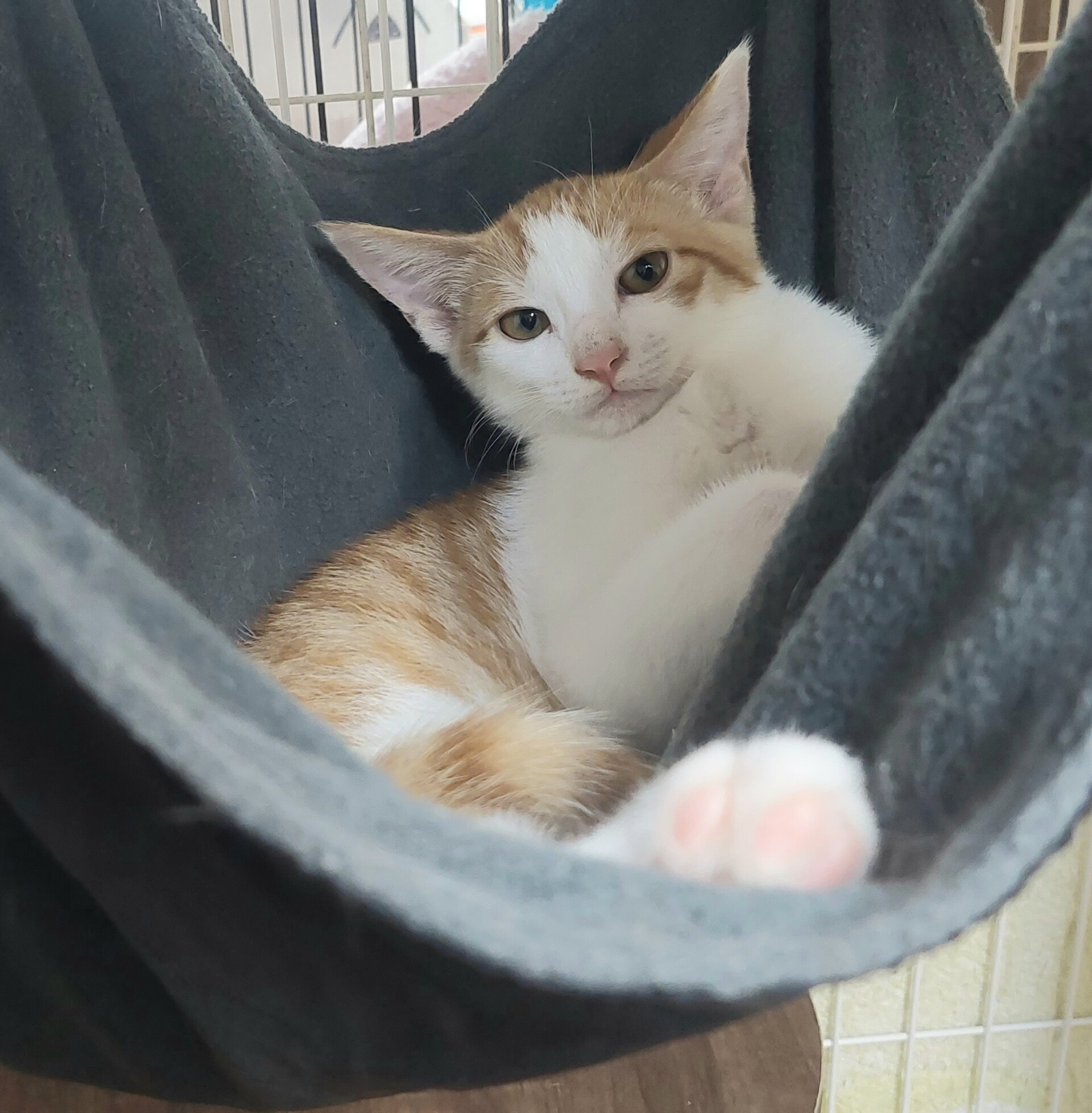 人懐こい猫ちゃんたち ティアハイムさいたま 公式ブログ どうぶつシェルター