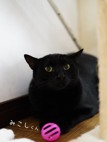 みこしくん隠れる