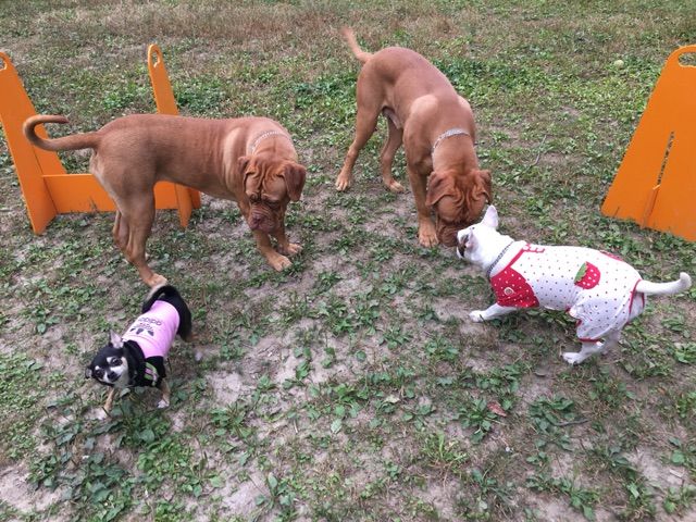 お山行きまくりのこの頃 犬しか友達がいない