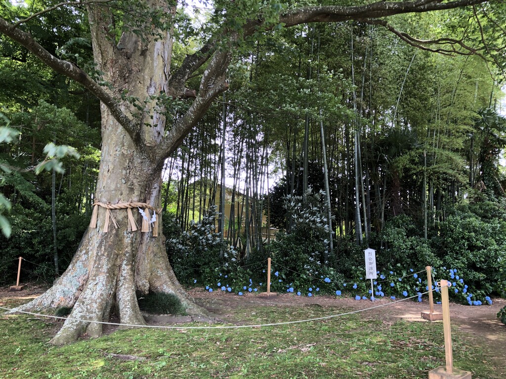 水戸八幡宮の大けやき あじさい 技術者から翻訳者へのシルクロード