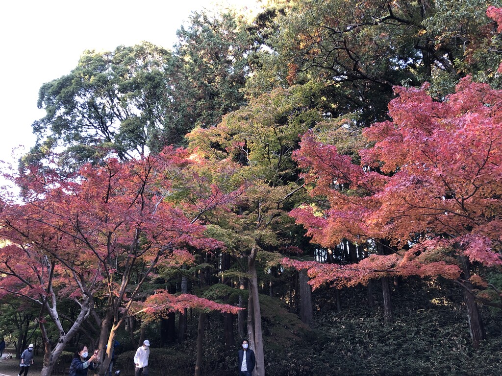 もみじ谷 県歴史館 偕楽園を一巡り 紅葉たけなわ 技術者から翻訳者へのシルクロード もみじ谷 県歴史館 偕楽園を一巡り 紅葉たけなわ 技術者から翻訳者へのシルクロード