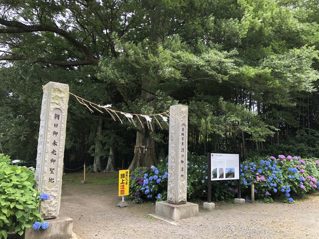 水戸八幡宮の大けやき あじさい 技術者から翻訳者へのシルクロード
