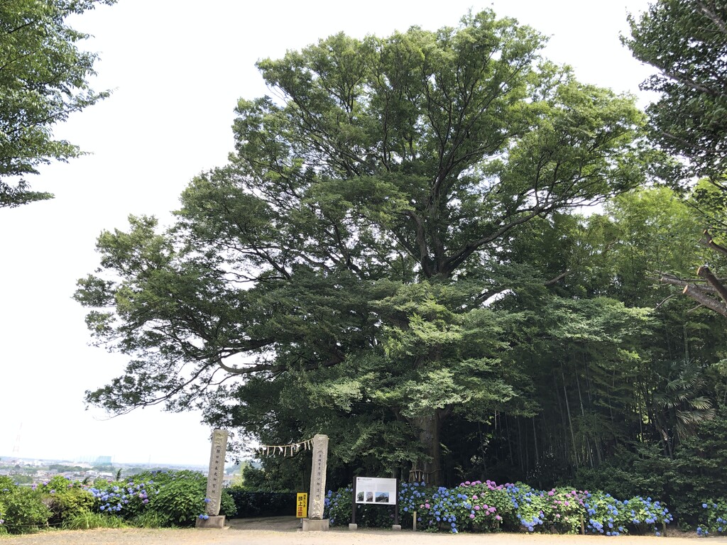 水戸八幡宮の大けやき あじさい 技術者から翻訳者へのシルクロード